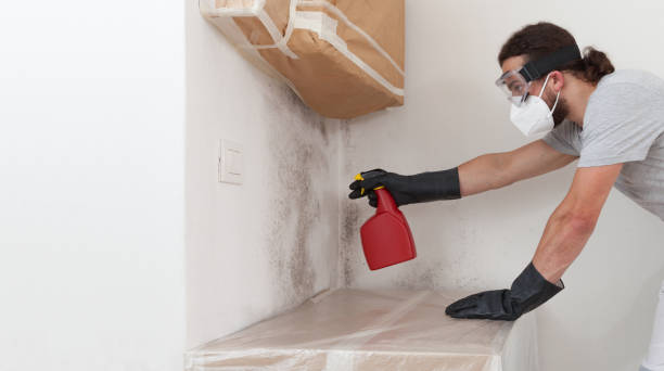 Professional Basement Mold Removal technician working in Glenwood, GA