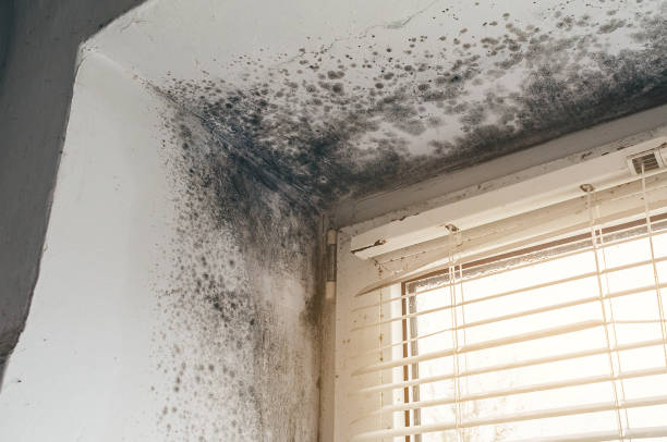 Affordable Basement Mold Removal solutions in Glenwood, GA