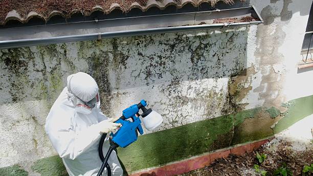 Top rated local Basement Mold Removal specialists in Glenwood, GA